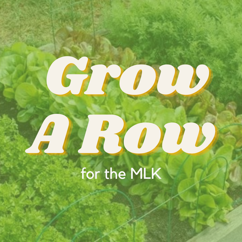 Seedlings started? Will you grow a row for the MLK?